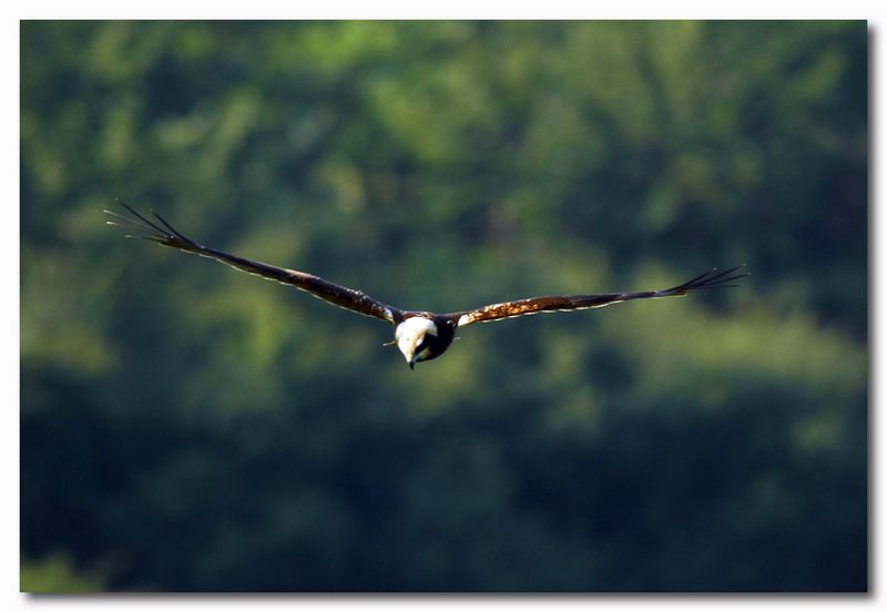 Falco di palude - Circus aruginosus